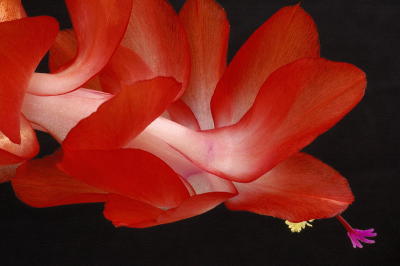 2/20/06 - Late Christmas Cactus