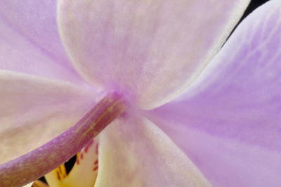 2/21/06 - Moth Orchid Macro