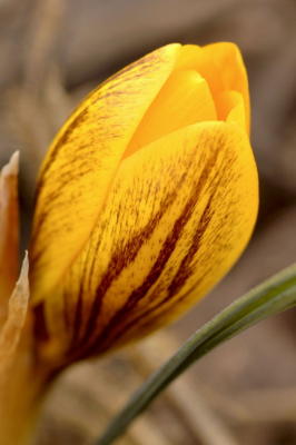 2/24/06 - Can Spring Be Far Behind?