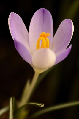 feb_06_pad