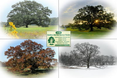 Heritage Hunt Oak - 4 Seasons