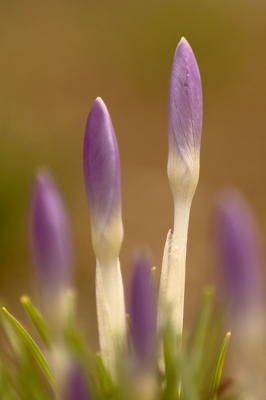 2/25/06 - Meadowlark Gardens