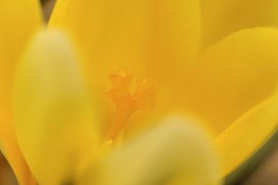 3/1/06 - Yellow Crocus