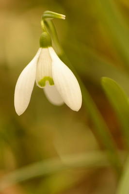 3/11/06 - Brookside Gardens