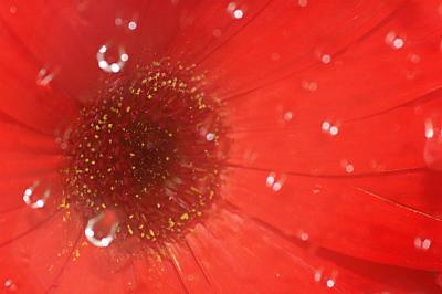 3/18/06 - Gerbera in a Shower