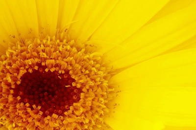 3/19/06 - Gerbera Sunrise