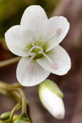 3/20/06 - Spring Beauty (Claytonia virginica)
