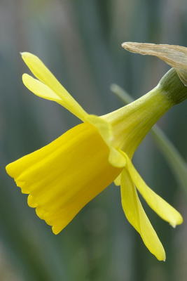 3/20/06 - Miniature Daffodil