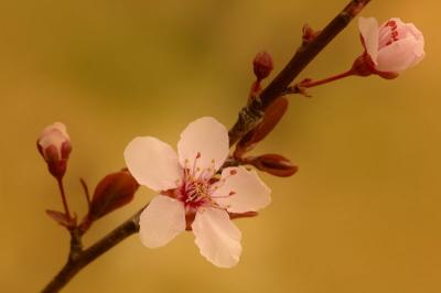 3/21/06 - Flowering Plum