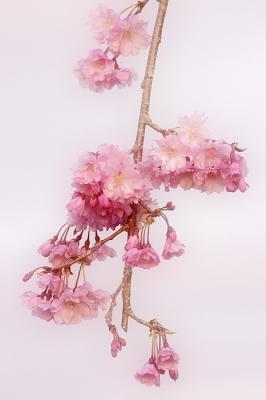 4/2/06 - Cherry Blossoms
