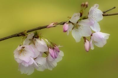 4/2/06 - Cherry Blossoms