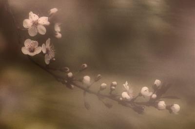 4/3/06 - Flowering Plum
