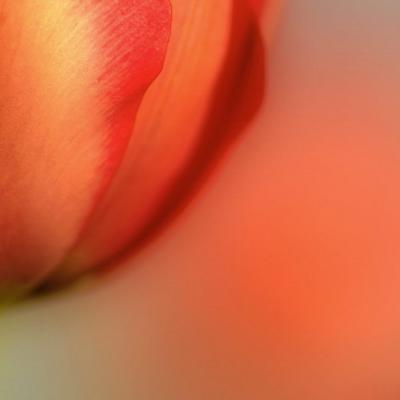 4/5/06 - Abstract Tulips