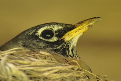 4/21/06 - Nesting Robin