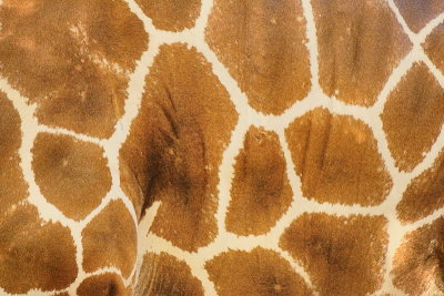 10/31/07 - Giraffe Closup