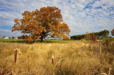 11/19/07 - Southern Red Oak