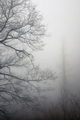 12/17/07 - Hemlocks - Fading Away