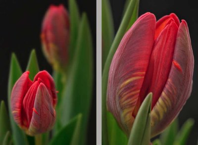 3/20/08 - Tulips? Spring!