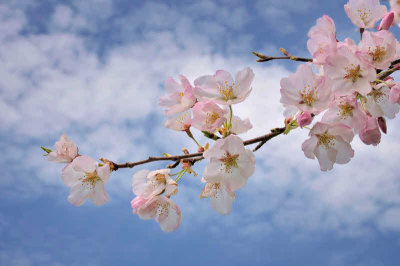 4/5/08 - Cherry Blossom Time