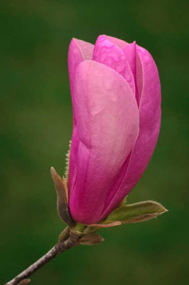 4/7/08 - Tulip Magnolia