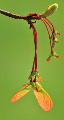 4/16/08 - Maple Seedpods