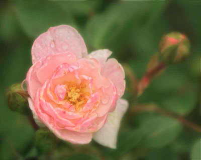 5/11/08 - 1st Rose of 08
