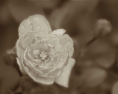 5/11/08 - Monochrome Rose