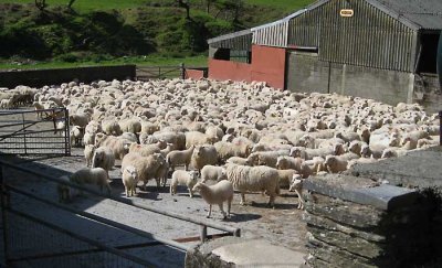 many sheep