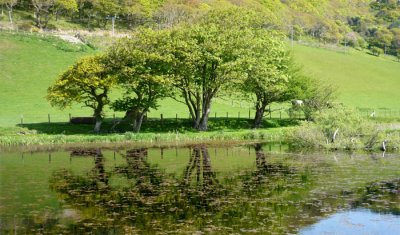 beautiful trees