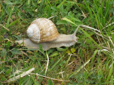 monster snails by newlands corner - helix pomatia