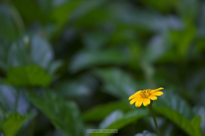 _N0Z9780-01.jpg