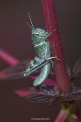 _N0Z9785-01.jpg