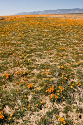 _MG_0542-1-2.jpg