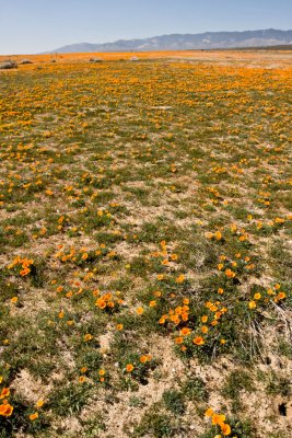 Wildflowers 2008