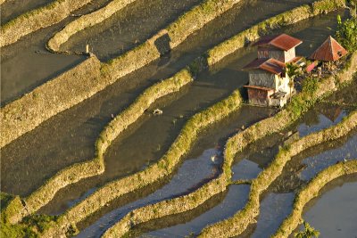 House on a Rice Field