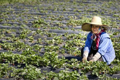Picking Strawberries