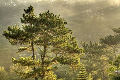 Pines and Mists