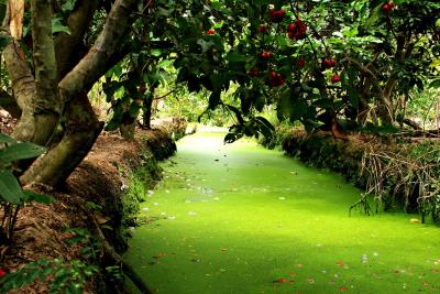 Green Canal