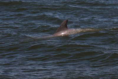 IMG_9161 Chas harbor dolphin.jpg