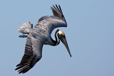 IMG_9898 diving pelican.jpg