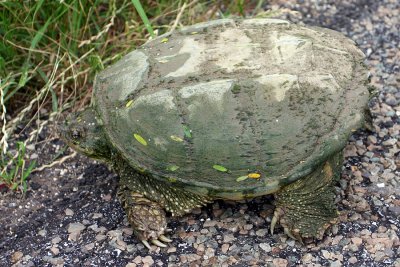 IMG_1457 Snapping Turtle.jpg