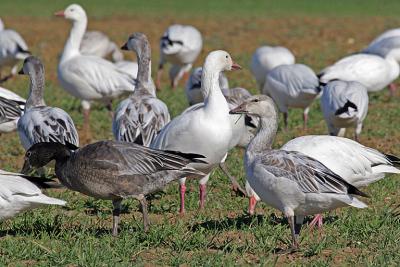 IMG_4807 Hagerman NWR geese.jpg