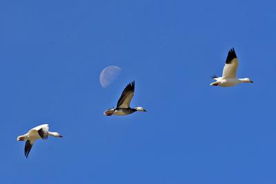 IMG_4824 Hagerman NWR moon and geese.jpg
