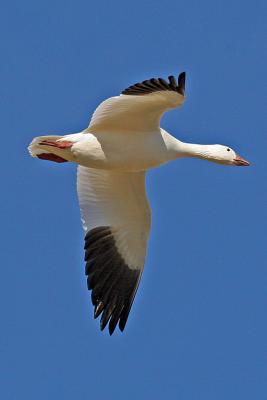 IMG_4855 goose in flight.jpg
