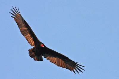 IMG_1521 Turkey vulture.jpg
