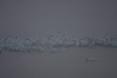 IMG_1806 White pelicans.jpg