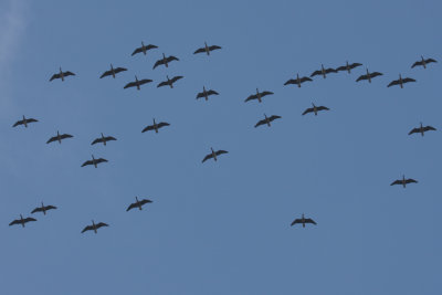 IMG_2668 Canada geese.jpg