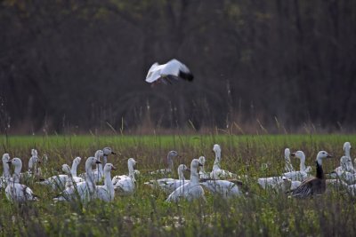 IMG_2747 geese in grass.jpg