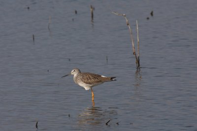 IMG_2931 Shore bird.jpg