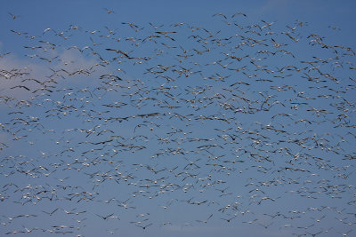 IMG_2968 Lots of geese.jpg